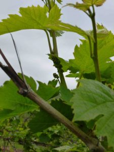 First glimpse of grapes on the vine
